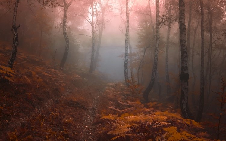 лес, туман, forest, fog