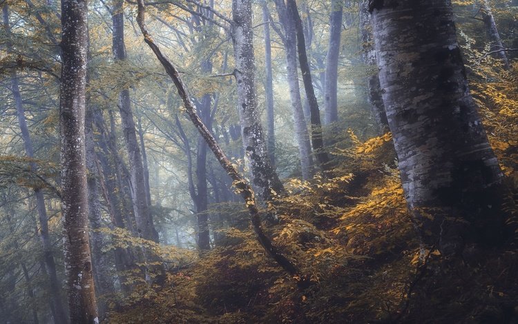 лес, туман, forest, fog