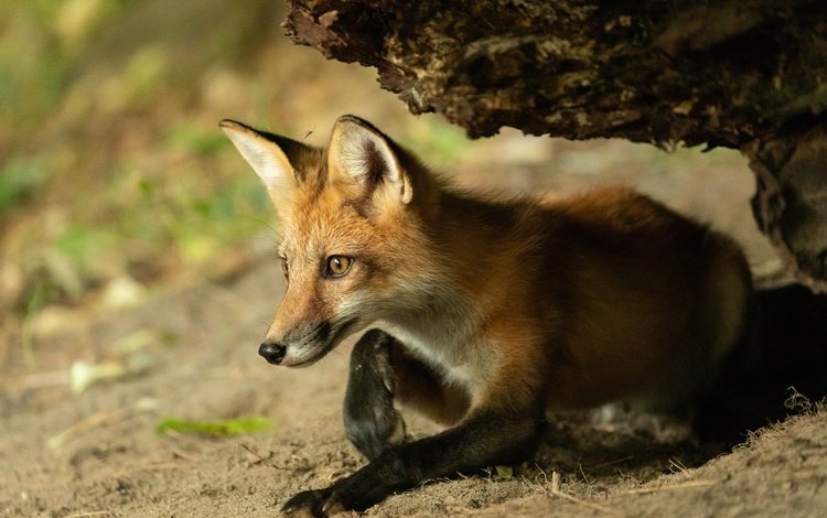 лисенок, fox