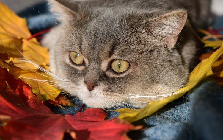 листья, кот, мордочка, кошка, взгляд, leaves, cat, muzzle, look