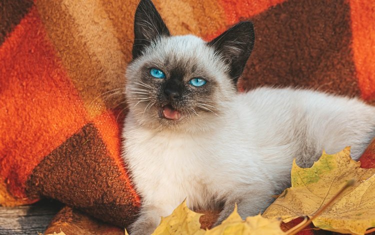 листья, сиамская кошка, кот, мордочка, осень, котенок, белый, голубые глаза, плед, leaves, siamese cat, cat, muzzle, autumn, kitty, white, blue eyes, plaid