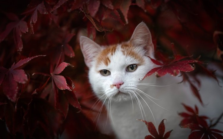 листья, кот, мордочка, взгляд, осень, leaves, cat, muzzle, look, autumn