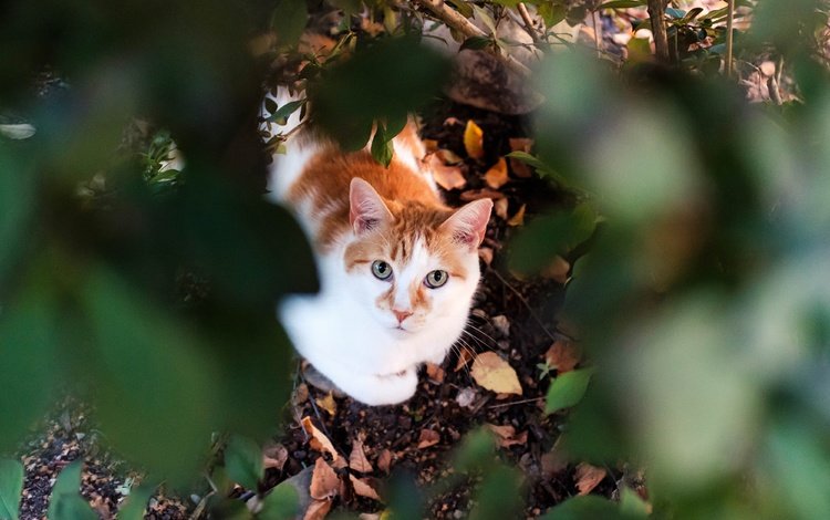 листья, мордочка, кошка, взгляд, leaves, muzzle, cat, look