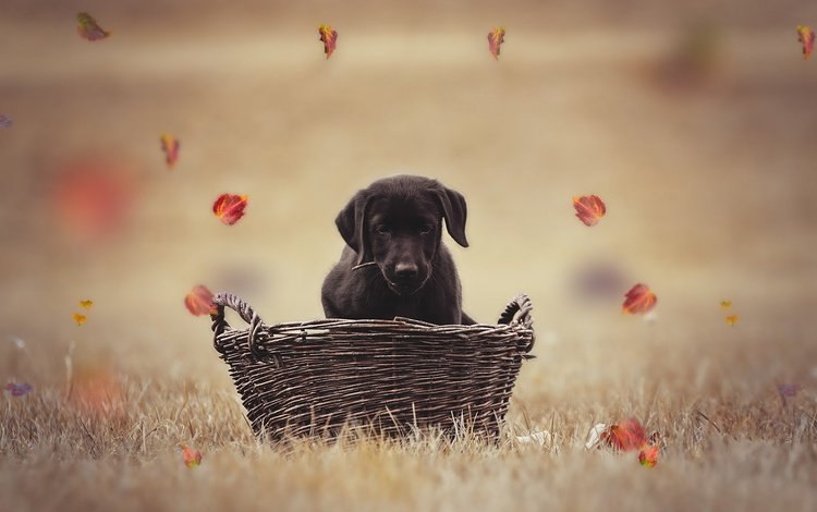 листья, осень, собака, щенок, корзина, лабрадор, боке, leaves, autumn, dog, puppy, basket, labrador, bokeh