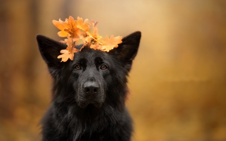 листья, осень, собака, leaves, autumn, dog