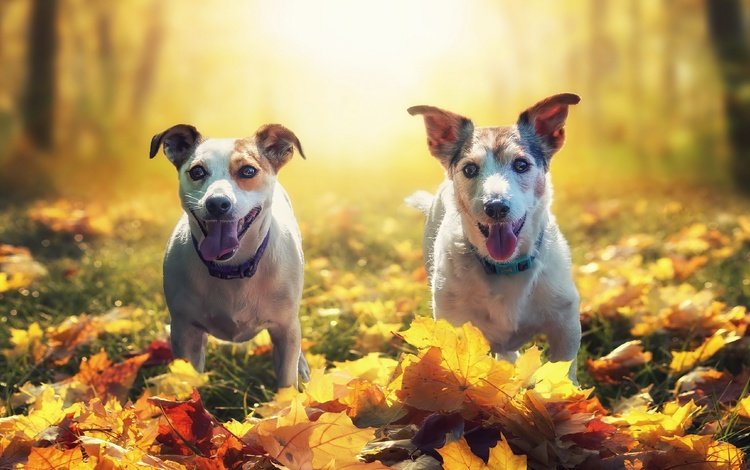 листья, осень, собаки, leaves, autumn, dogs