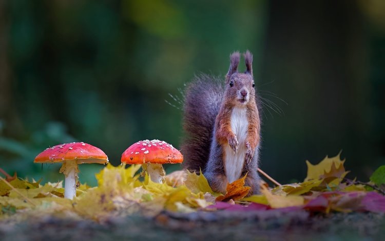 листва, осень, грибы, белка, зеленый фон, мухоморы, foliage, autumn, mushrooms, protein, green background, amanita