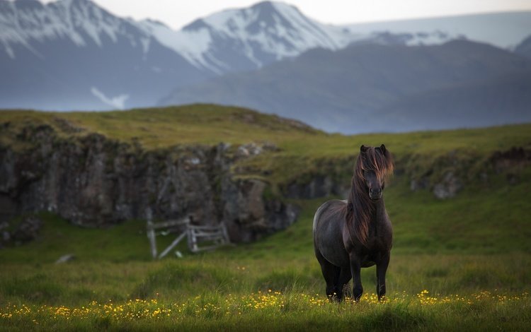 лошадь, горы, конь, исландия, horse, mountains, iceland