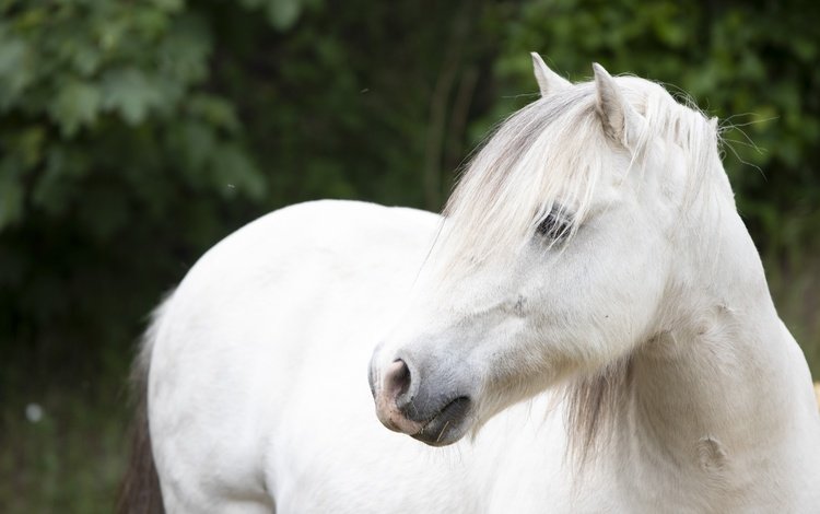 лошадь, взгляд, конь, белая, horse, look, white