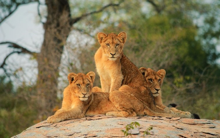 львы, львята, lions, the cubs
