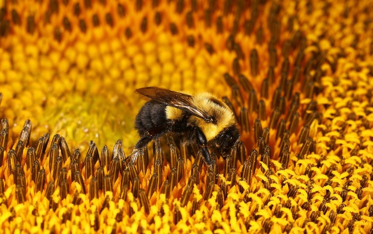 макро, цветок, подсолнух, пчела, шмель, macro, flower, sunflower, bee, bumblebee
