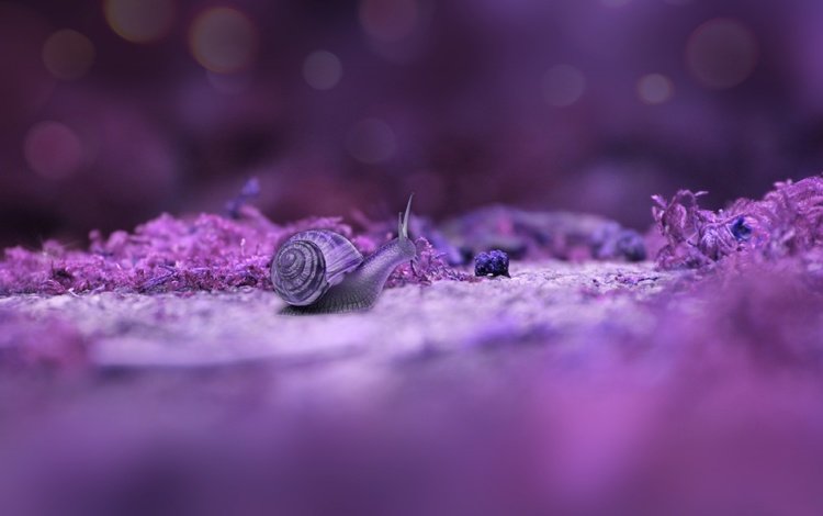 макро, фон, улитка, macro, background, snail