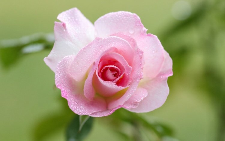 макро, капли, роза, лепестки, бутон, розовая, macro, drops, rose, petals, bud, pink