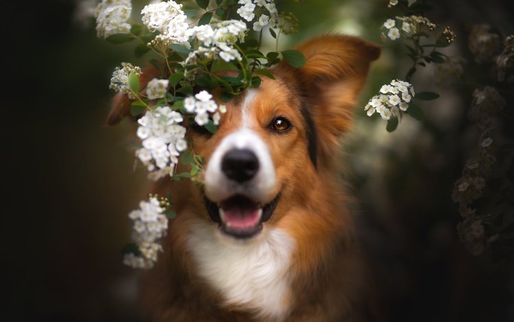 морда, цветение, ветки, взгляд, собака, весна, цветки, бордер-колли, face, flowering, branches, look, dog, spring, flowers, the border collie
