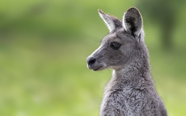 морда, фон, портрет, кенгуру, детеныш, face, background, portrait, kangaroo, cub