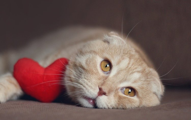 морда, кот, кошка, лежит, сердце, рыжий, вислоухий, face, cat, lies, heart, red, fold