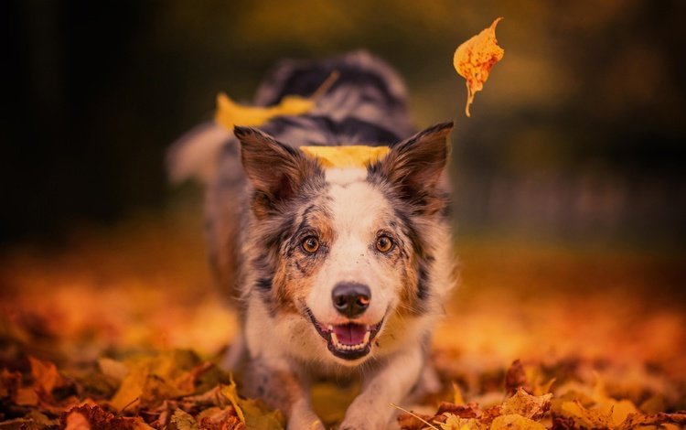 морда, листья, настроение, взгляд, осень, собака, радость, боке, face, leaves, mood, look, autumn, dog, joy, bokeh