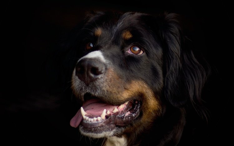 морда, портрет, взгляд, собака, черный фон, язык, бернский зенненхунд, face, portrait, look, dog, black background, language, bernese mountain dog