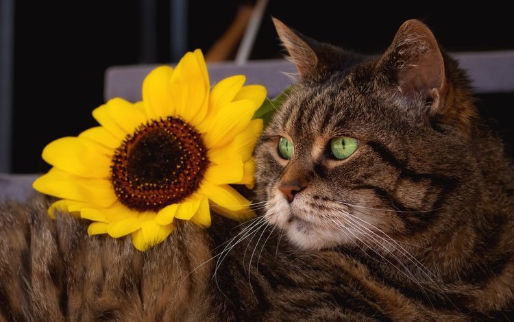 морда, полосатый, поза, цветок, кот, кошка, взгляд, лежит, серый, подсолнух, sunflower, face, striped, pose, flower, cat, look, lies, grey