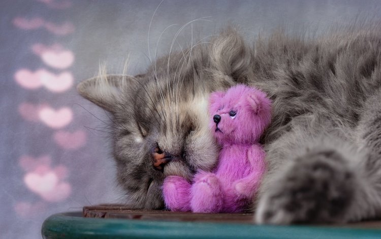 морда, игрушка, поза, розовый, кот, тедди, кошка, нос, медведь, сердечки, сон, боке, лежит, серый, спит, sleeping, face, toy, pose, pink, cat, teddy, nose, bear, hearts, sleep, bokeh, lies, grey