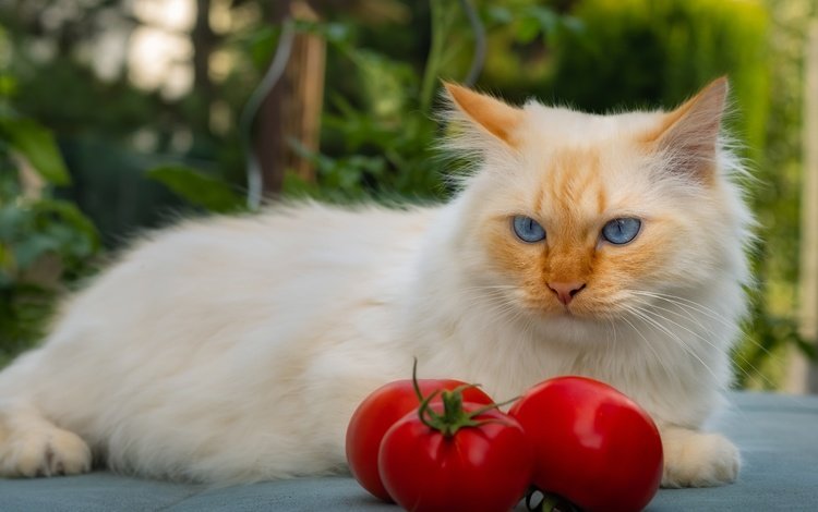 морда, поза, кот, кошка, взгляд, лежит, рыжий, помидоры, face, pose, cat, look, lies, red, tomatoes