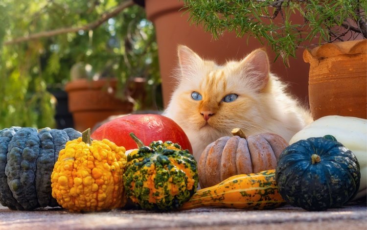 морда, урожай, поза, голубые глаза, кот, рыжий, ветки, тыквы, кошка, взгляд, вазоны, осень, горшки, лежит, lies, face, harvest, pose, blue eyes, cat, red, branches, pumpkin, look, vases, autumn, pots
