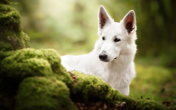 морда, собака, мох, белая швейцарская овчарка, face, dog, moss, the white swiss shepherd dog