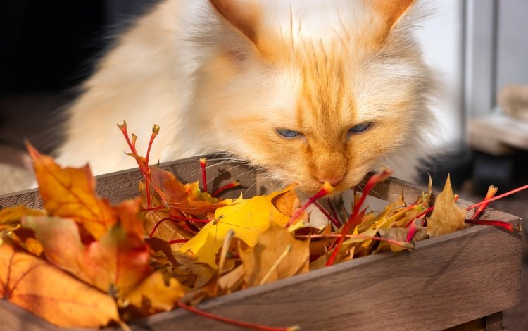 морда, рыжий, свет, ящик, листья, осенние листья, поза, кот, листва, кошка, взгляд, осень, autumn, face, red, light, box, leaves, autumn leaves, pose, cat, foliage, look