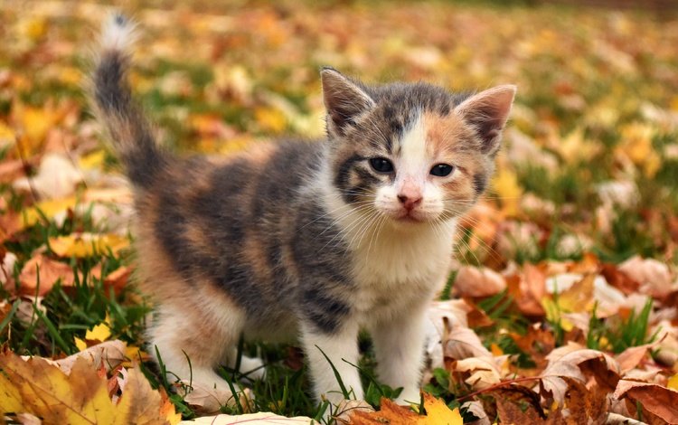 морда, осенние листья, трава, листья, листва, кошка, взгляд, котенок, малыш, face, autumn leaves, grass, leaves, foliage, cat, look, kitty, baby