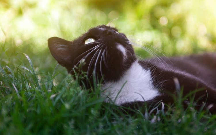 морда, отдых, трава, боке, поза, кот, кошка, взгляд, черный, лежит, поляна, glade, face, stay, grass, bokeh, pose, cat, look, black, lies