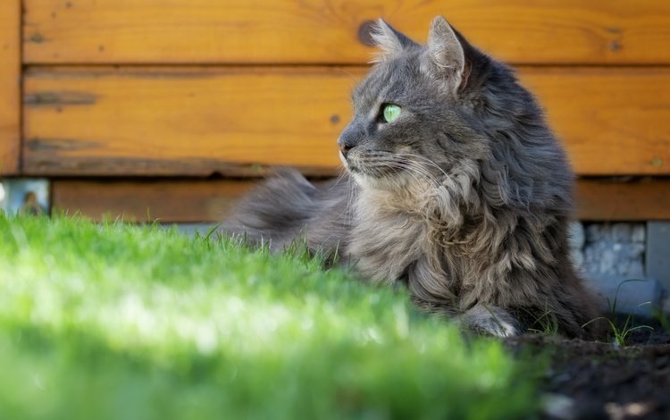 морда, трава, поза, кот, кошка, взгляд, серый, доски, профиль, profile, face, grass, pose, cat, look, grey, board