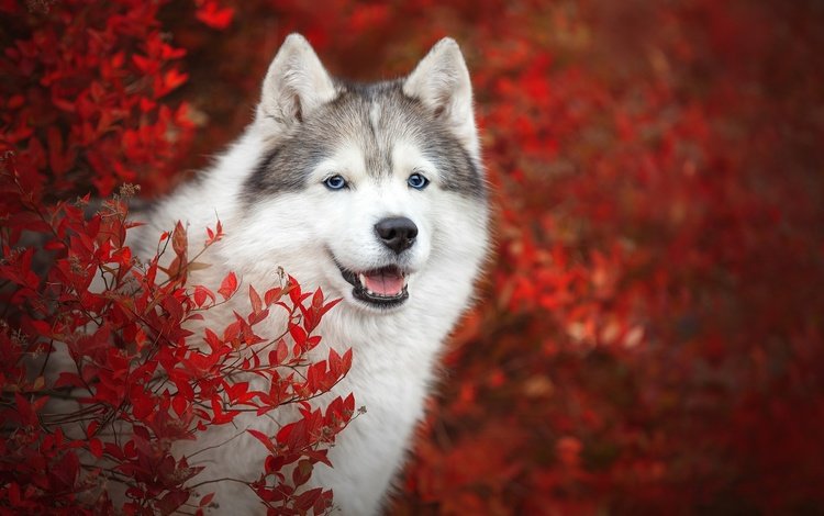 морда, ветки, взгляд, осень, собака, хаски, боке, face, branches, look, autumn, dog, husky, bokeh