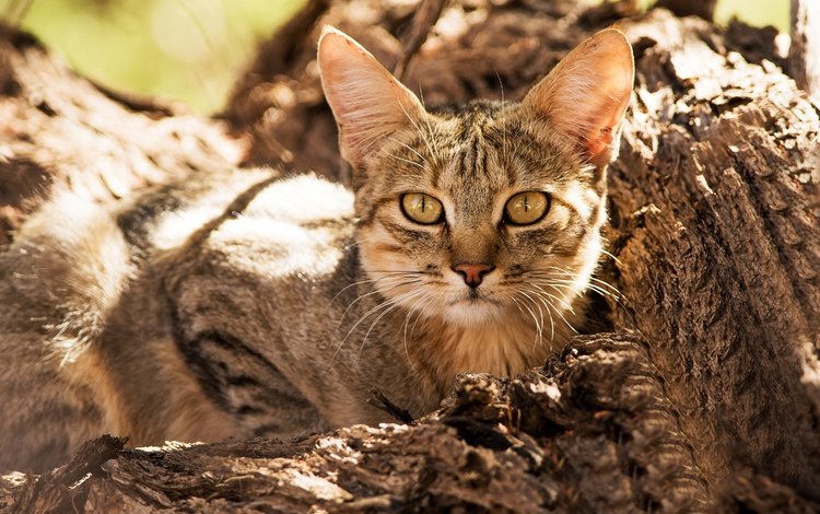 взгляд, дикая кошка, лесная кошка, look, wild cat, forest cat