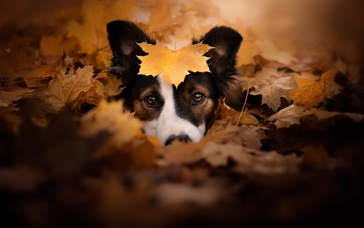 морда, взгляд, осень, собака, листик, опавшие листья, face, look, autumn, dog, leaf, fallen leaves