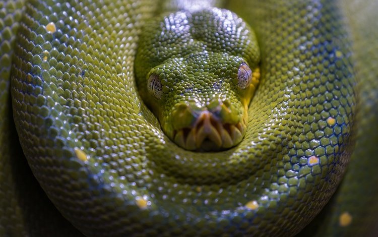 морда, взгляд, змея, зеленая, питон, рептилия, face, look, snake, green, python, reptile
