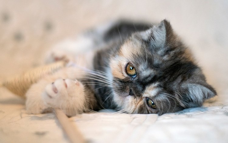 мордочка, экзотическая короткошёрстная кошка, muzzle, exotic shorthair