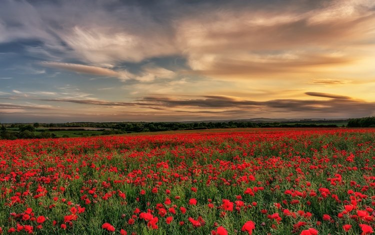 небо, англия, цветы, облака, деревья, закат, поле, красные, маки, the sky, england, flowers, clouds, trees, sunset, field, red, maki