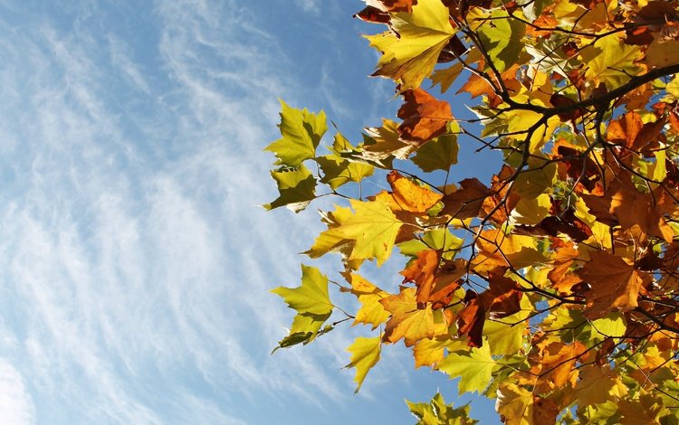 небо, осенние листья, облака, дерево, листья, ветки, листва, осень, клен, the sky, autumn leaves, clouds, tree, leaves, branches, foliage, autumn, maple