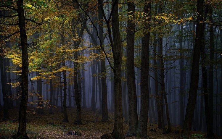 ночь, деревья, природа, лес, туман, осень, night, trees, nature, forest, fog, autumn