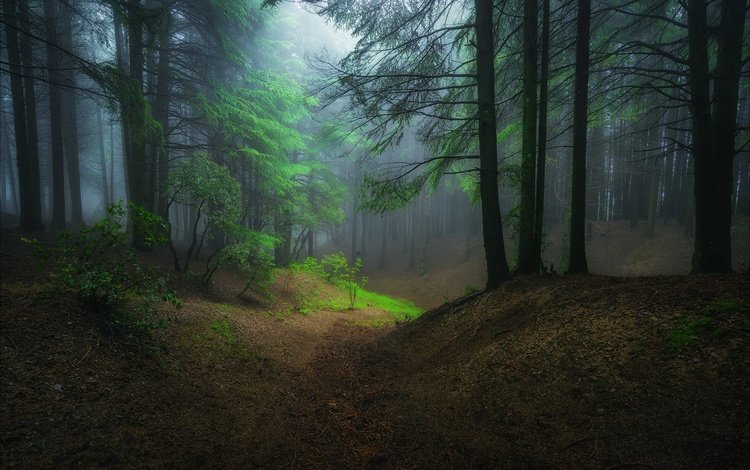ночь, деревья, природа, лес, туман, night, trees, nature, forest, fog