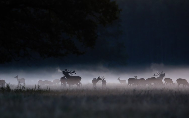 ночь, туман, олени, night, fog, deer