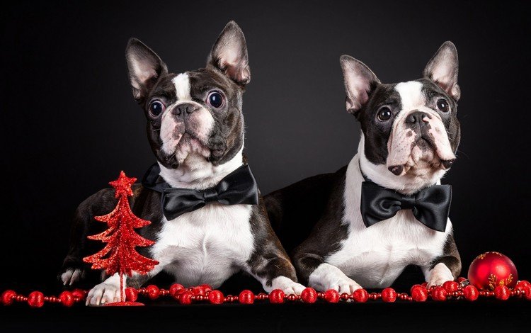 новый год, животные, праздник, собаки, new year, animals, holiday, dogs