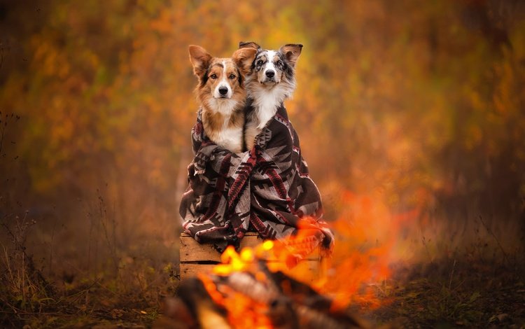 осень, плед, собаки, ящик, боке, autumn, plaid, dogs, box, bokeh
