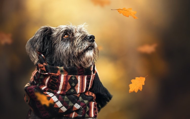 осень, собака, шарф, autumn, dog, scarf