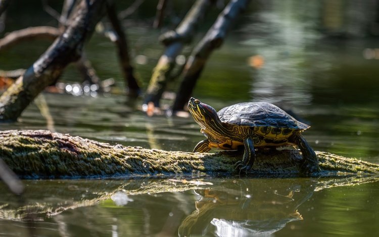 отражение, ветки, черепаха, водоем, бревно, водная черепаха, reflection, branches, turtle, pond, log, water turtle
