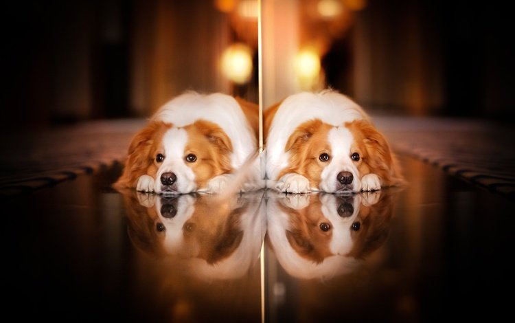 отражение, взгляд, собака, reflection, look, dog