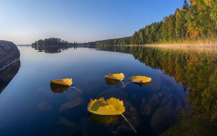 озеро, лес, листья, отражение, осень, финляндия, lake, forest, leaves, reflection, autumn, finland