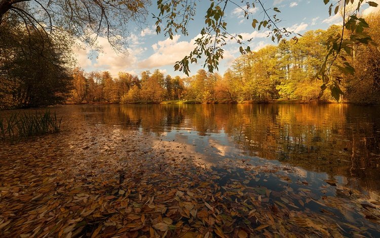 озеро, листья, осень, lake, leaves, autumn