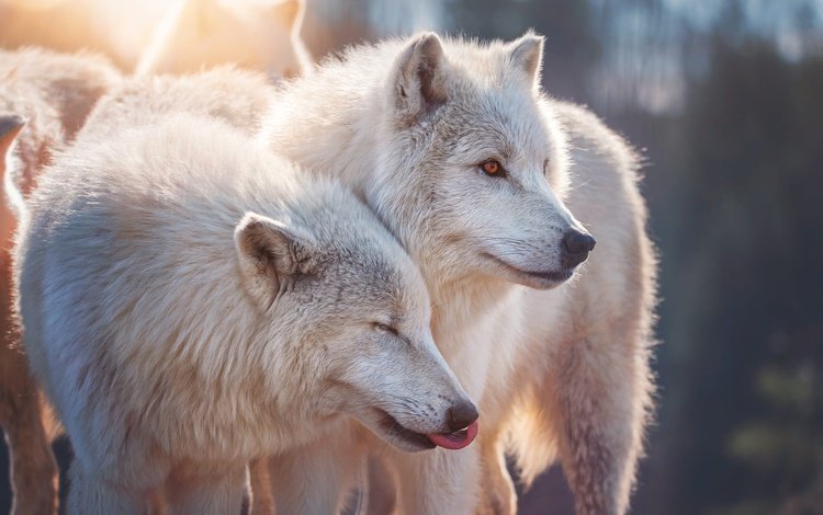 пара, белые, волки, морды, полярные, полярный волк, pair, white, wolves, muzzle, polar, polar wolf