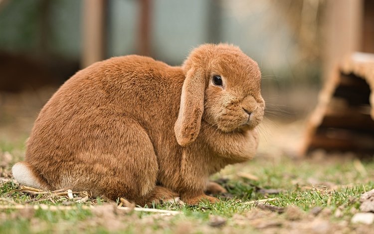 поляна, мордашка, кролик, рыжий, зайчик, вислоухий, glade, face, rabbit, red, bunny, fold